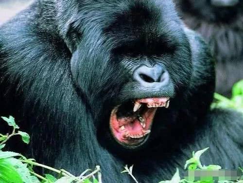 强悍的战斗力加上群居的习性,让成年的大猩猩没有天敌.