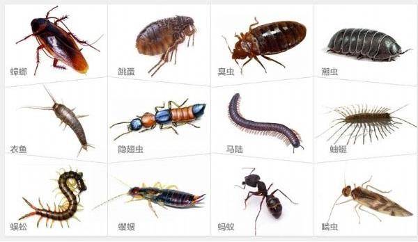原创啪啪一次,终身繁衍的蟑螂,到底有多可怕?