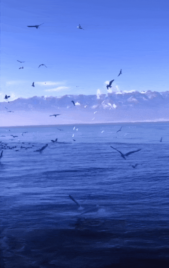 从西伯利亚飞跃 万余公里来过冬的 海鸥, 成群结队翱翔在 洱海上空