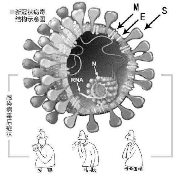 原创吸入56℃以上的气体,比如蒸桑拿半小时,能杀死新冠病毒吗?