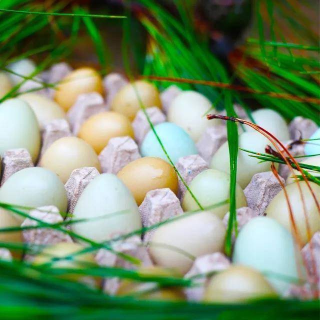 外婆家的野鸡蛋,自然生长,绿色营养食品,谷物喂养