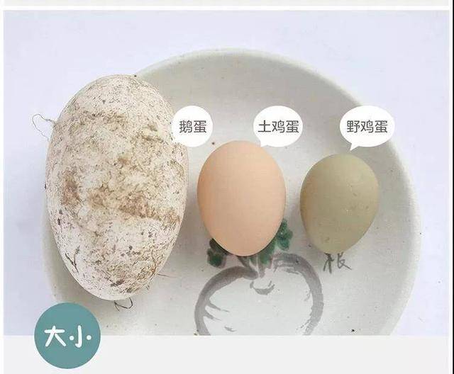 外婆家的野鸡蛋,自然生长,绿色营养食品,谷物喂养