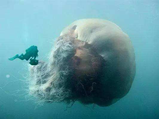 世界上"最大"的水母,触手长达40多米,堪称海洋霸主!