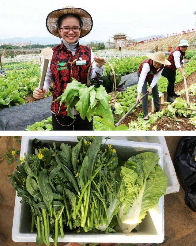 深圳这家农场新鲜有机蔬菜,10 种蔬菜混搭,一次满足只要这价!
