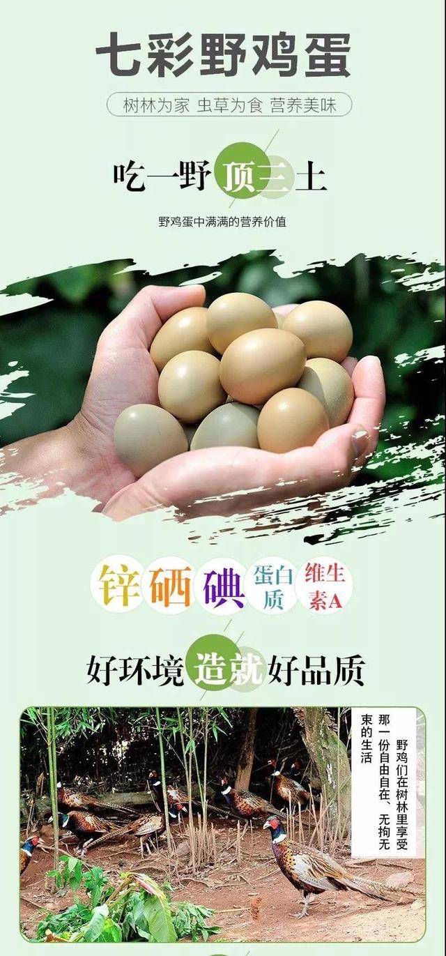 产自河南的七彩野鸡蛋 原产地绿色营养食品 以玉米,鲜嫩植物还有有机