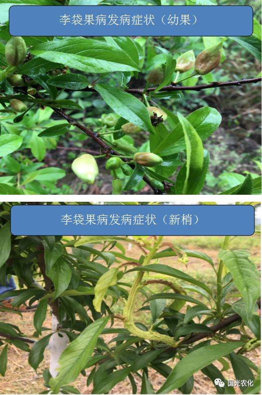 病虫害也开始"蠢蠢欲动",春季是病虫害的高发期(如李袋果病,蚜虫
