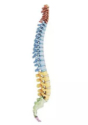 简单认识脊柱的成员:颈椎/胸椎/腰椎/骶椎
