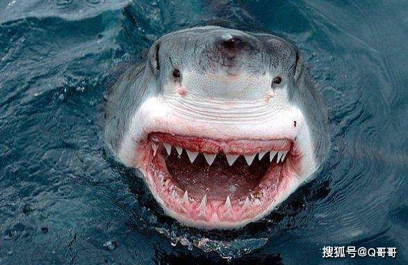 史前远古鲨鱼的真实模样,长着300多颗牙齿,跟鳗鱼有些