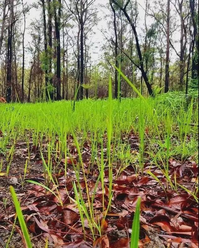 在新南威尔士州被火烧过的森林中,一种名为黑仔树(草树)的植物,叶片