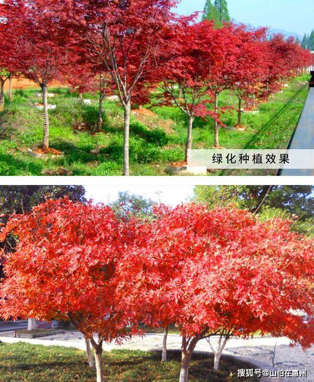 家里有这种树,邻居都羡慕,一年四季火红喜庆,比玫瑰好看