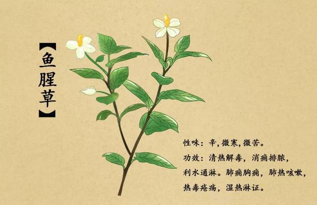 自然中野生鱼腥草多长于水边湿地,嫩芽青绿中又带紫色,气味辛烈,有