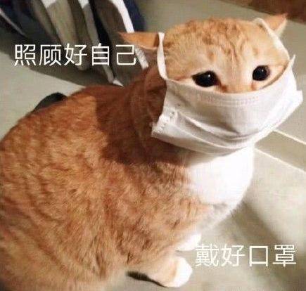 "口罩猫"火了,日推手办大神把它做成手办,惊呆千万网友:感觉有被沙雕