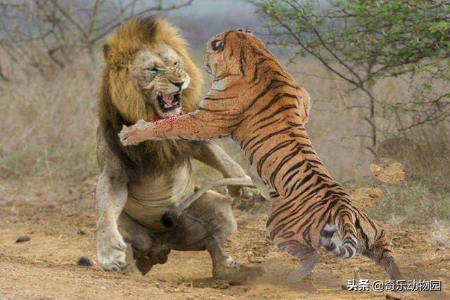 原创一头壮年的非洲雄狮,至少能杀死几头东北虎?