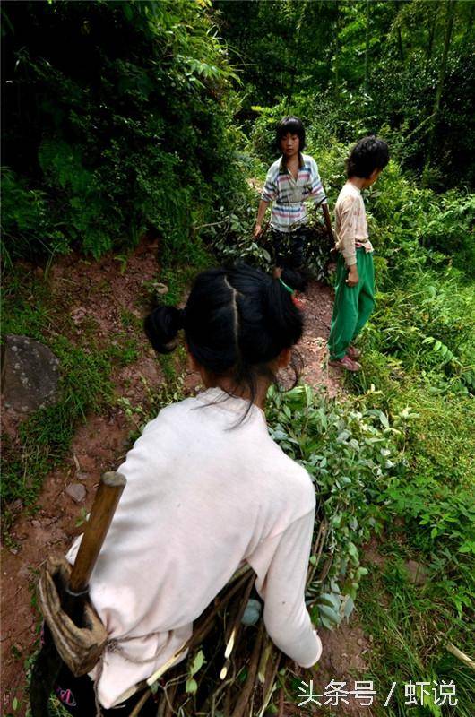 美好,现在农村连山都长没了,人是进不去了,有砍不完的柴却没了砍柴人