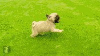 搞笑gif:美好的一天从和狗子击掌开始