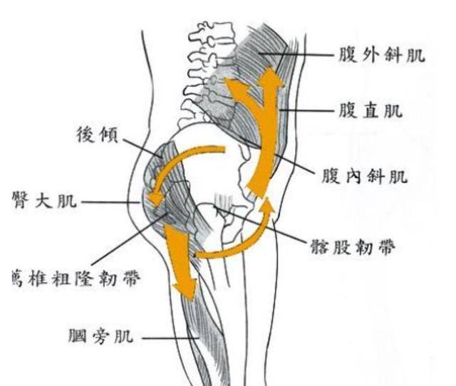 原创关于腰痛,至关重要的部位【骨盆】,不可忽视