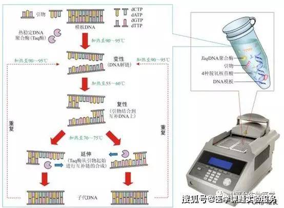 新冠病毒的检测帮手,你想知道的qpcr原理和方法都在这里