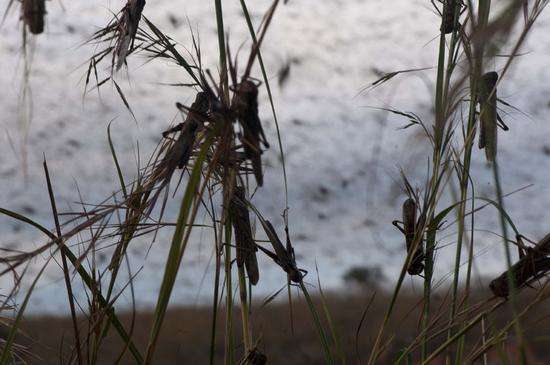 37万公顷良田被吃,印度:蝗虫灾害已结束,抵抗方式竟是