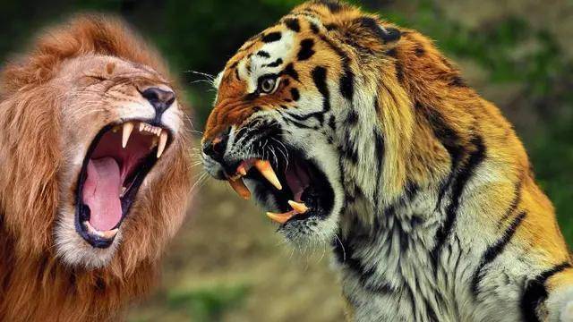 原创一头壮年的非洲雄狮,至少能杀死几头东北虎?
