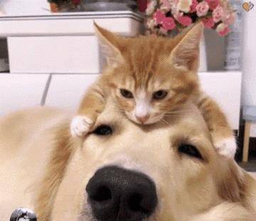 金毛猫咪橘猫喵星人主人