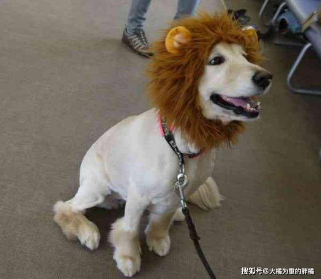 原创"即使戴上狮子头,我也成不了狮子啊"9只假扮狮子的狗狗真可爱