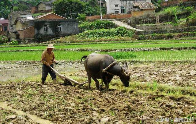 原创农村是怎么犁田的?小编带你一起去见识下