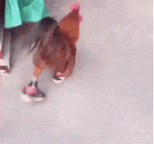 搞笑gif:现在的美颜太可怕了,完全是整了容!