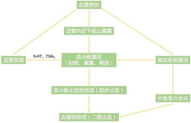 血浆和血清,谁才是救命稻草?