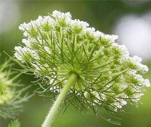 小楼一夜听春雨,深巷明朝卖杏花.