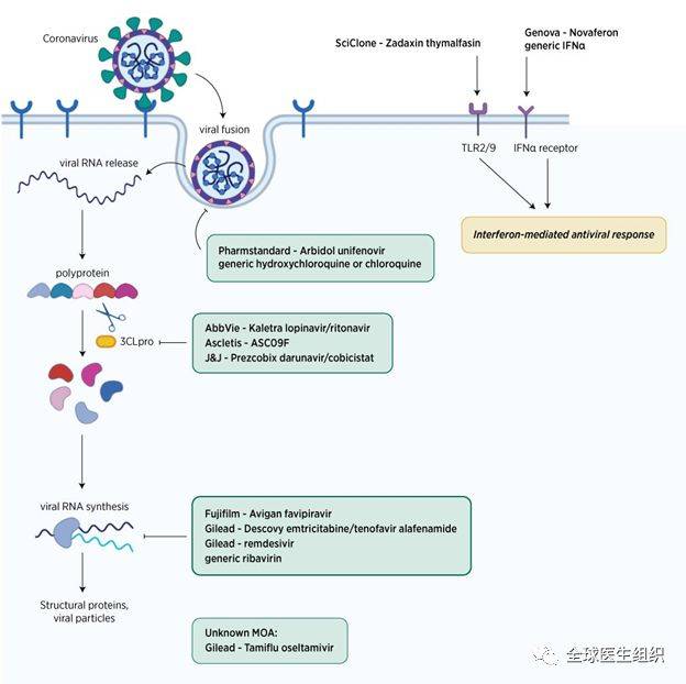 抗冠状病毒药物作用机理示意图