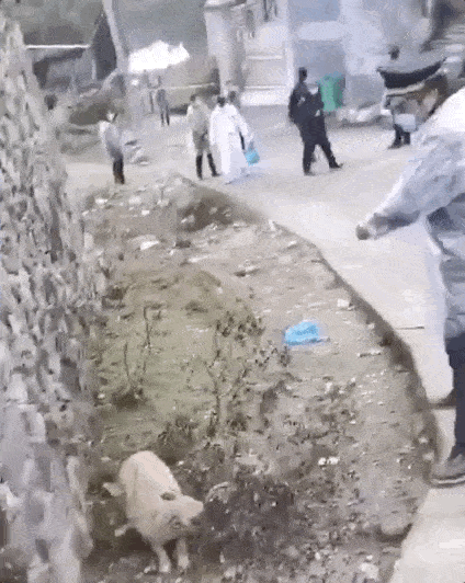 永嘉县某村流出的视频截图,因为视频中被活活打死的狗狗叫声太过惨烈