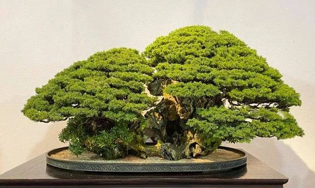 2020日本盆栽年度作品大赏