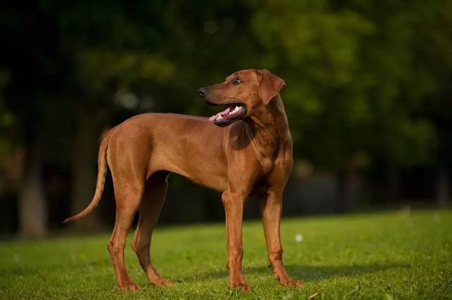 别只追热门护卫犬,这几种冷门护卫犬照样优秀!