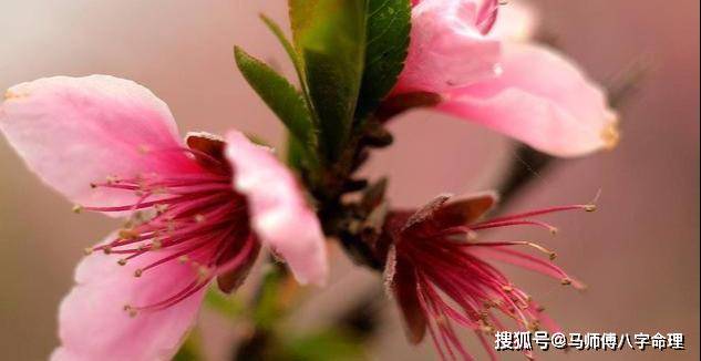 催姻缘招桃花的好办法