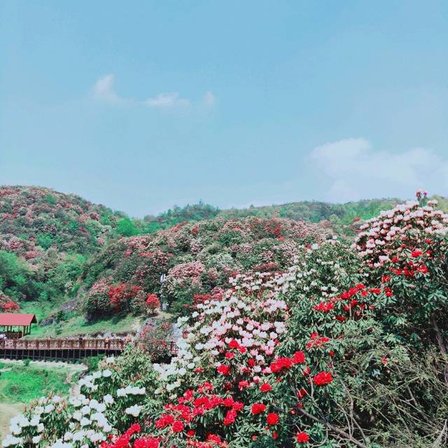 贵州百里杜鹃景区怎么玩/百里杜鹃景区最佳游玩时间/景区包车费用及