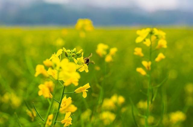 【诗词鉴赏】雨水过后,绽放在古诗词里的油菜花,花香四溢!