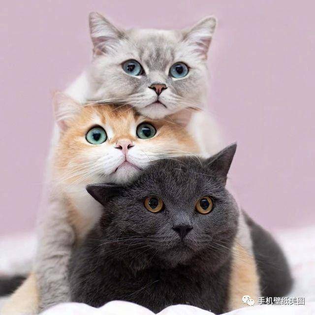 宠物头像大全萌,猫咪头像,狗狗头像高清