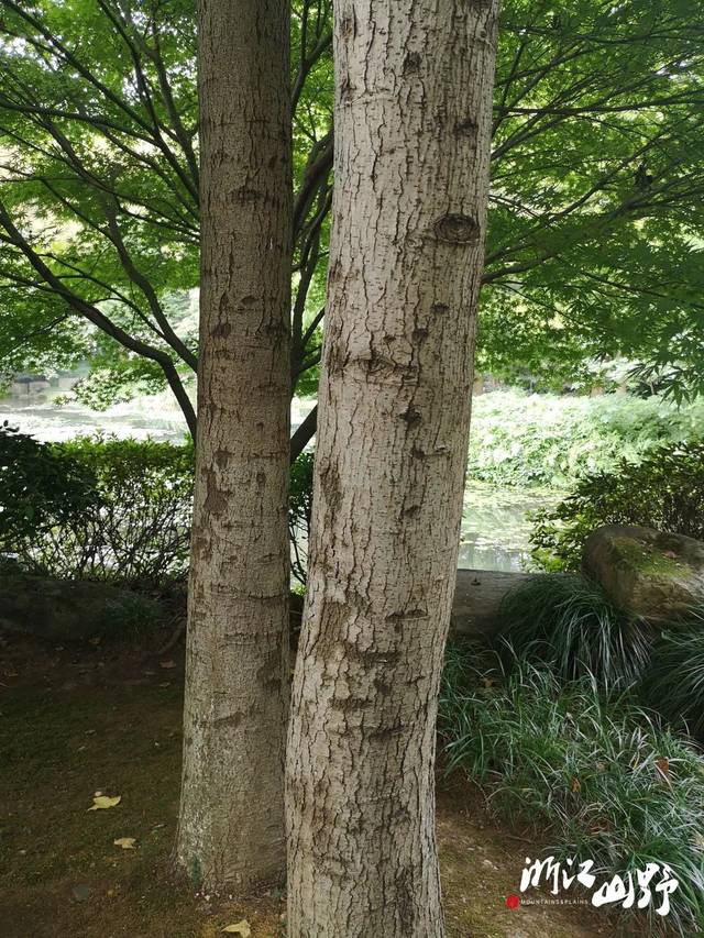 山野博物 | 好看的皮囊千篇一律,有趣的树皮百里挑一