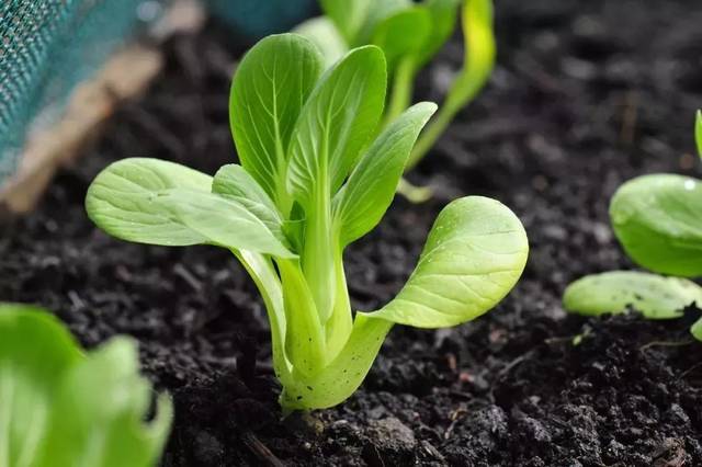 小白菜生长周期短,一般品种都可以盆栽,因此适合在家里种植.