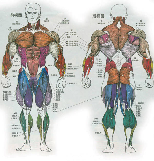 3d角色设计课程:三维角色—人体骨骼,肌肉基础