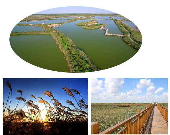 沾化益源生态湿地旅游区-aaa级旅游景区