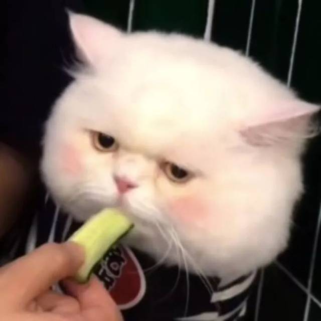 宠物头像 | 想了很久还是觉得 钱才是真正治愈心灵的良药呀