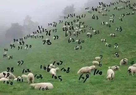 有数绵羊的