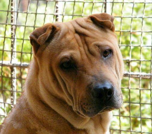 原创中国本土凶猛善斗的攻击犬——骨嘴沙皮犬