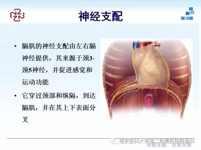 膈肌的解剖及常见病变影像表现