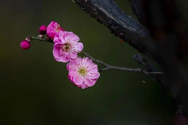 春天到了,诗情画意红梅花