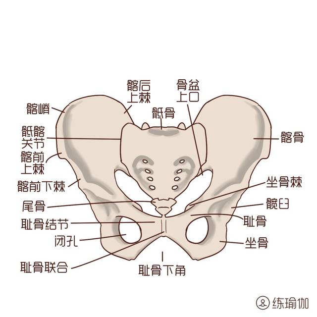 骨盆的过度前倾和后倾都会引起简易坐徽正位.
