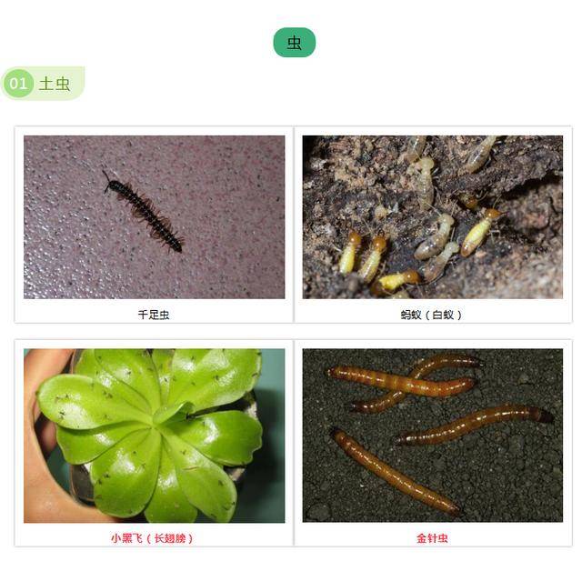 室内植物病虫害及治疗药物(附图)