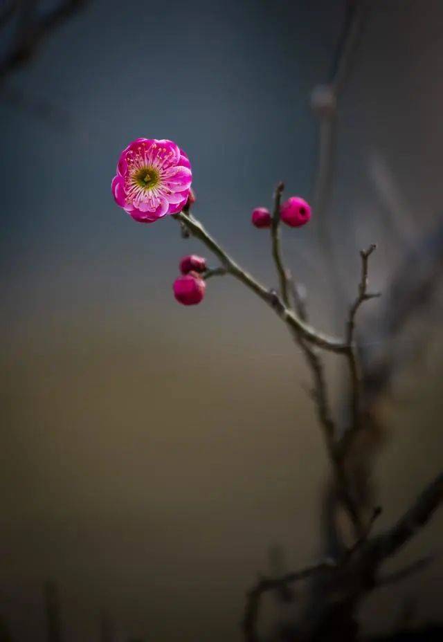 春天到了,诗情画意红梅花
