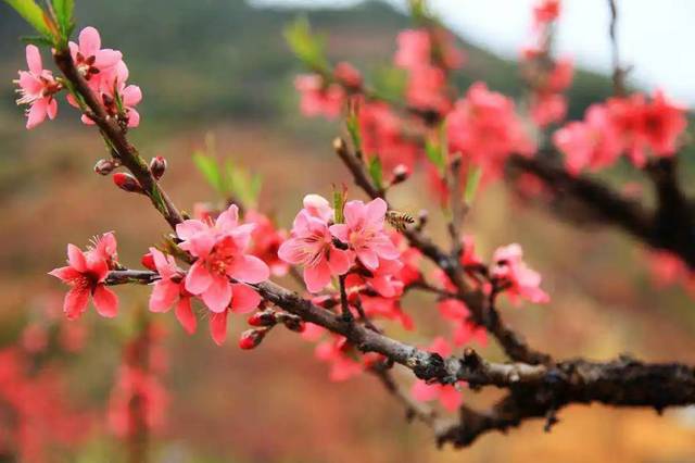 桃花深处,似匀深浅妆,提起桃花,总能让人联想到浪漫的爱情.